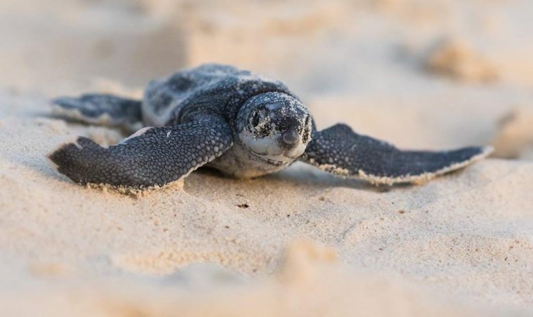 How You Can Help Aruba's Sea Turtles | Visit Aruba Blog