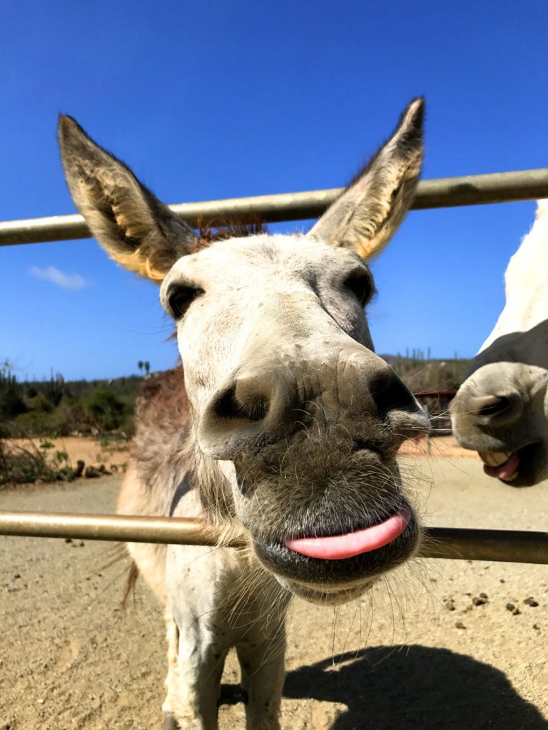 donkey-aruba-san-nicolas-visitaruba