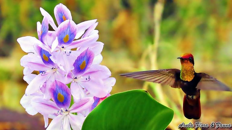 Discover the Colorful Flora of Aruba | Visit Aruba Blog