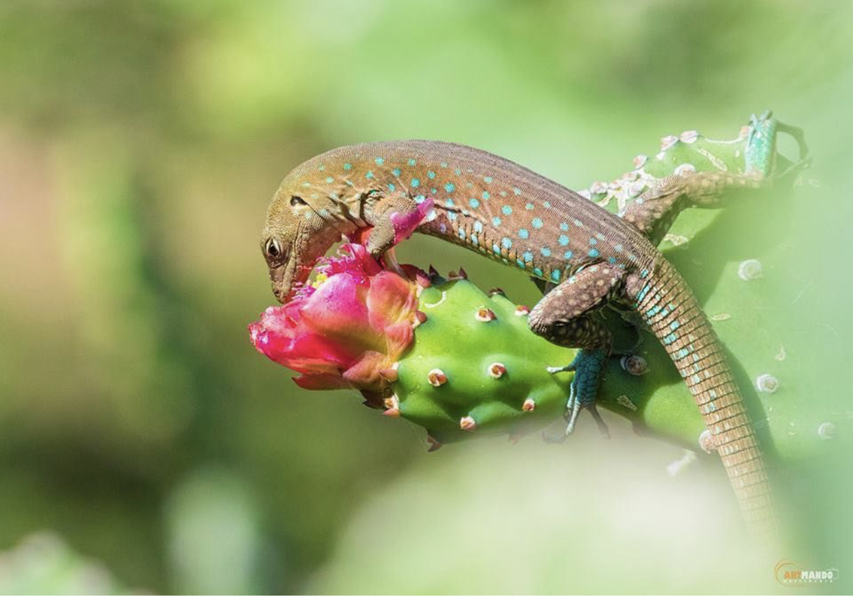 pink iguana aruba｜TikTok Search