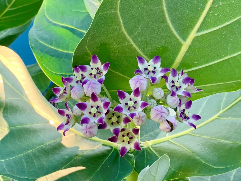 Vibrant and Colorful Flora Found Blooming in Aruba | Visit Aruba Blog