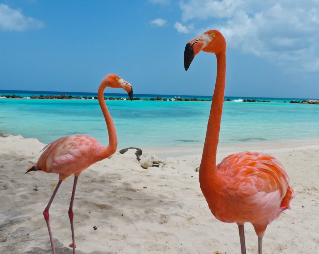 Our Guide For Best Beaches To Visit In Aruba 2024 