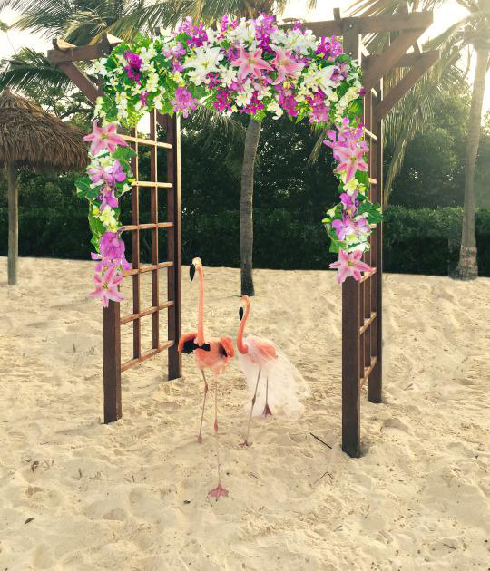 Flamingos got married at Renaissance Private Island Aruba