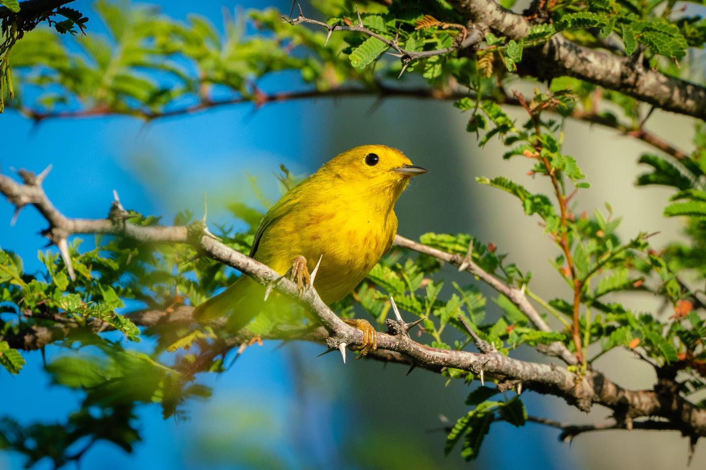 Aruba’s Arikok National Park Nominated for Best Caribbean Attraction ...