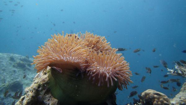 Lago Reef Aruba Dive Sites